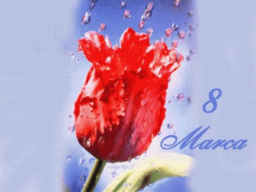 Róża w wodzie na dzień kobiet